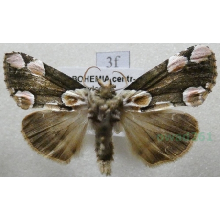 Thyatira batis (Linnaeus, 1758) Plamówka malinówka Czech3f